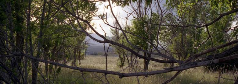 Trees in Silver Cliff.